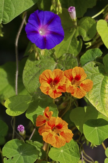 Funnel bindweed (Ipomoea purpurea), nasturtium (Tropaeolum), flowers, Sieversen, Rosengarten, Lower
