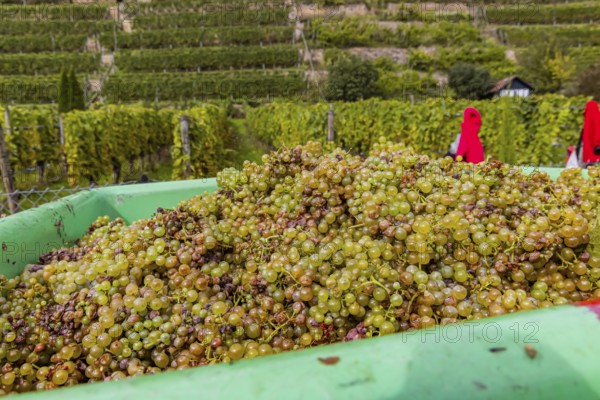 Grape grape harvest in the terraced vineyards on the Neckar in the Zuckerberg vineyard. Grapes from