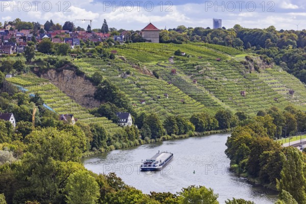 Terraced vineyards of the Zuckerberg vineyard. This is where the Cannstatter Zuckerle matures.