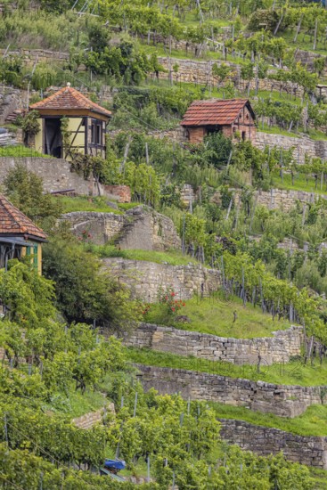 Terraced vineyards of the Zuckerberg vineyard. This is where the Cannstatter Zuckerle matures.