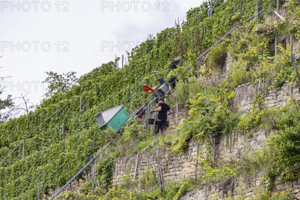 Terraced vineyards on the Neckar in the Zuckerberg vineyard. This is where the Cannstatter Zuckerle