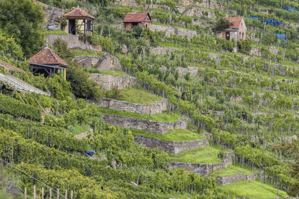 Terraced vineyards of the Zuckerberg vineyard. This is where the Cannstatter Zuckerle matures.
