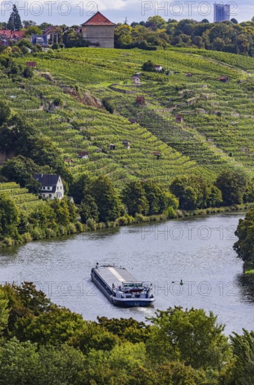 Terraced vineyards of the Zuckerberg vineyard. This is where the Cannstatter Zuckerle matures.