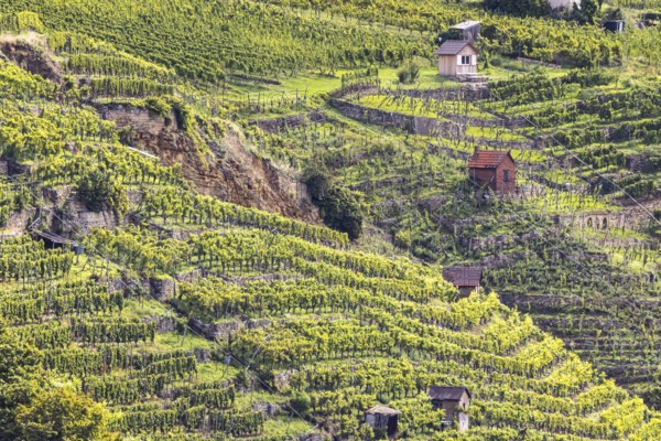 Terraced vineyards of the Zuckerberg vineyard. This is where the Cannstatter Zuckerle matures.