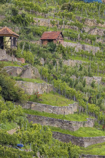 Terraced vineyards of the Zuckerberg vineyard. This is where the Cannstatter Zuckerle matures.