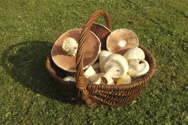 Meadow mushroom (Agaricus campestris) in a basket, Allgäu, Bavaria, Germany, Allgäu, Bavaria,