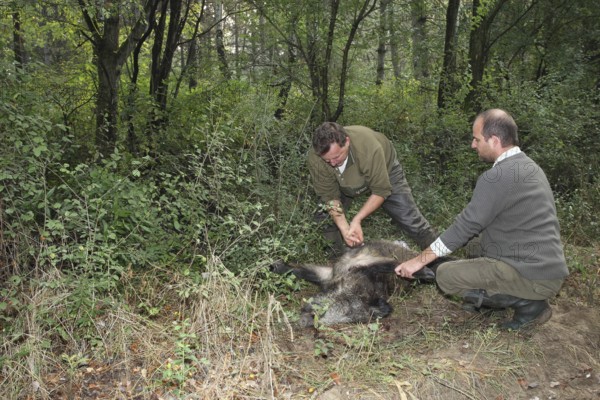 Wild boar (Sus scrofa) killed sow is broken open in the forest, Western Hungary, Hungary, Allgäu,