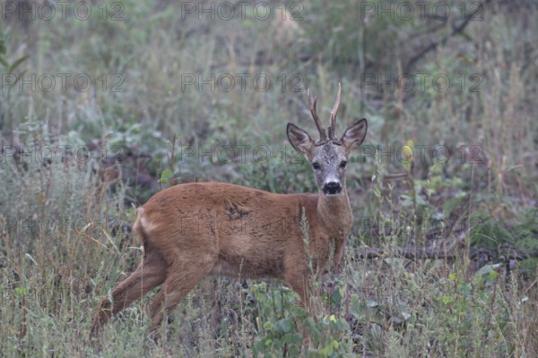 Roe deer (Capreolus capreolus) old buck secured on fallow land, Western Hungary, Hungary, Lower