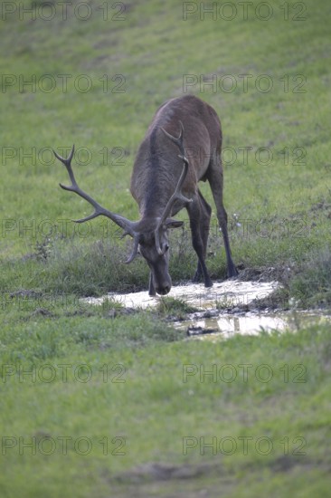 Red deer (Cervus elaphus) young stag at a waterhole, Western Hungary, Hungary, Allgäu, Bavaria,