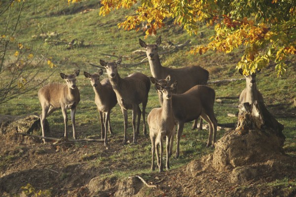 Red deer (Cervus elaphus) securing a herd of red deer, Allgäu, Bavaria, Germany, Allgäu, Bavaria,