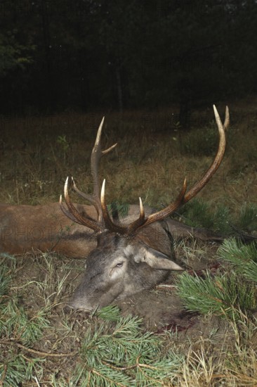 Red deer (Cervus elaphus) shot in the rain during the rut, western Hungary, Hungary, Allgäu,