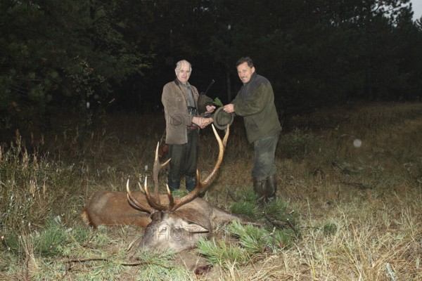 Red deer (Cervus elaphus) shot in the rain during the rut, hunter on the left, receiving the kill