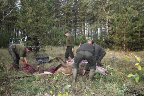 Red deer (Cervus elaphus) shot during the rut, 12 years old, hunter, hunter is broken open by the