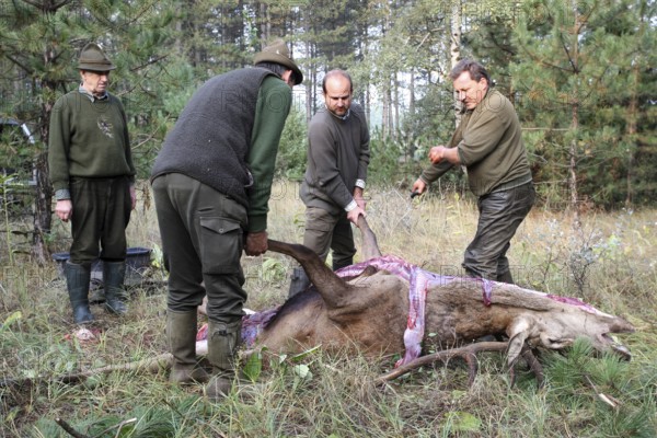 Red deer (Cervus elaphus) shot during the rut, 12 years old, hunter, hunter is broken open by the