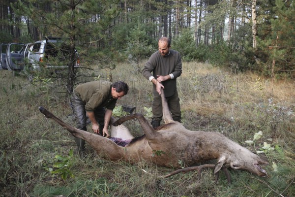 Red deer (Cervus elaphus) shot during the rut, 12 years old, broken up by the hunting guide in the