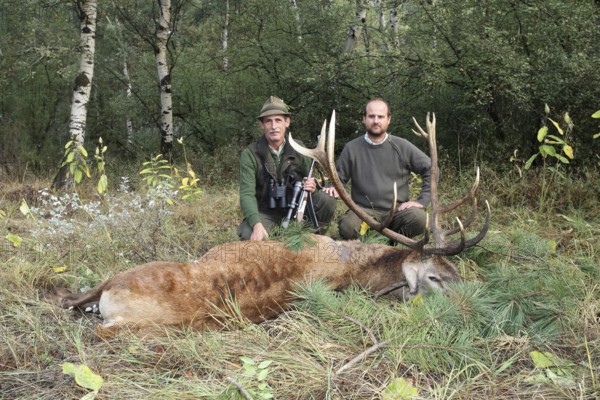 Red deer (Cervus elaphus) shot during the rut, 12 years old, hunter left, and hunting guide,