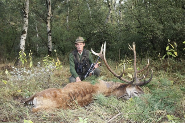 Red deer (Cervus elaphus) shot during the rut, 12 years old, Western Hungary, Hungary, Allgäu,