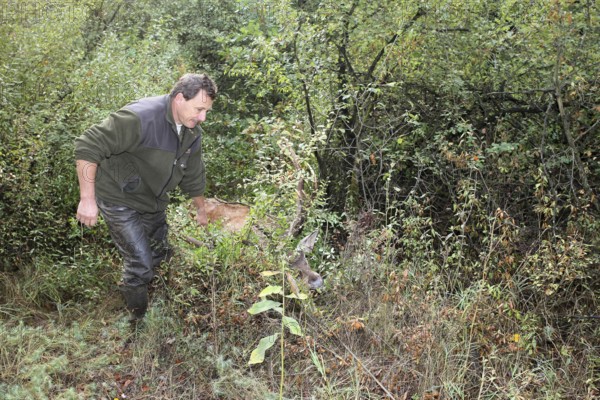 Red deer (Cervus elaphus) shot during the rut, 12 years old, being pulled out of the bushes by car