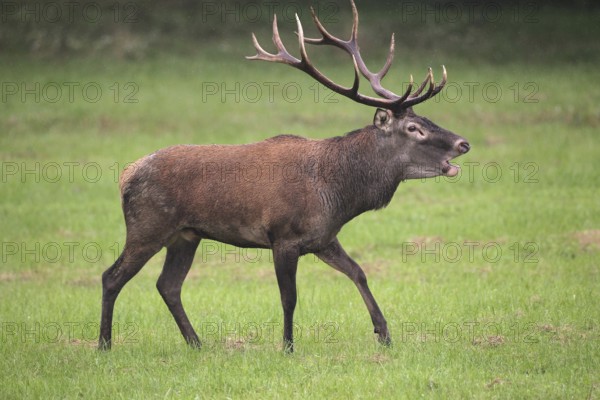 Red deer (Cervus elaphus) in the rain, roaring during the rut, western Hungary, Hungary, Allgäu,