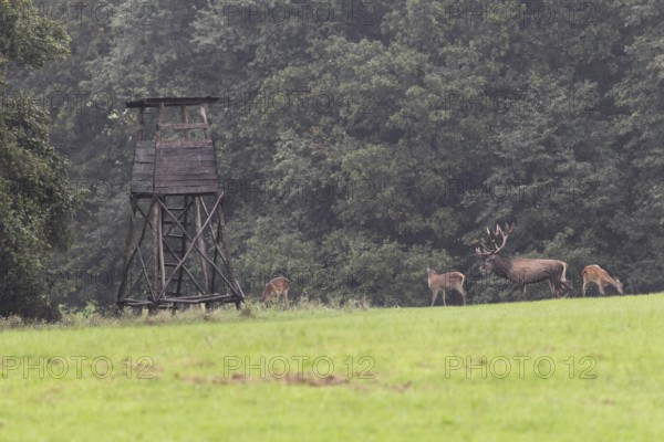 Red deer (Cervus elaphus) and bare deer in front of a raised hide in the rain during the rut,