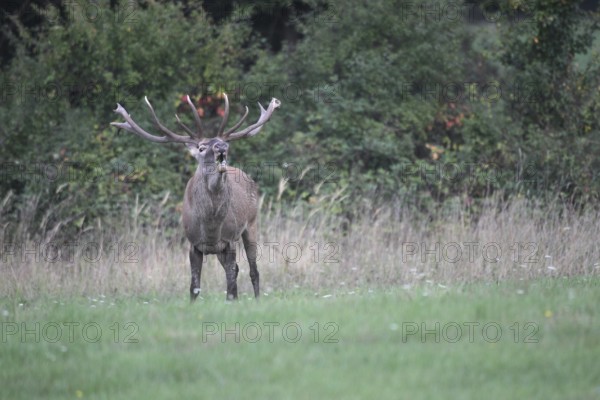 Red deer (Cervus elaphus) roaring during the rut, Western Hungary, Hungary, Western Hungary,