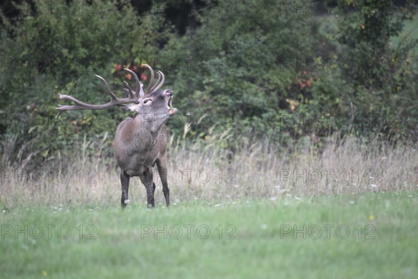 Red deer (Cervus elaphus) roaring during the rut, western Hungary, Hungary, Allgäu, Bavaria,