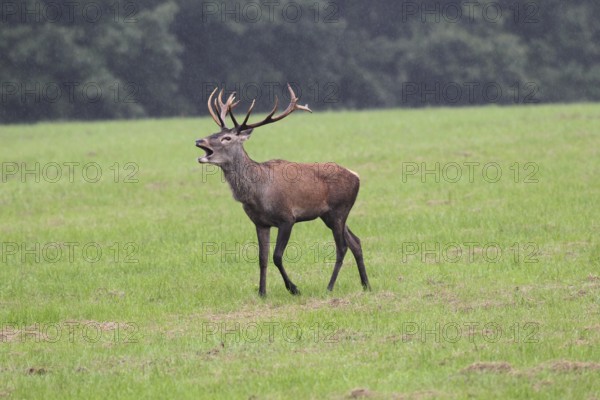 Red deer (Cervus elaphus) young stag in the rain, roaring during the rut, Western Hungary, Hungary,