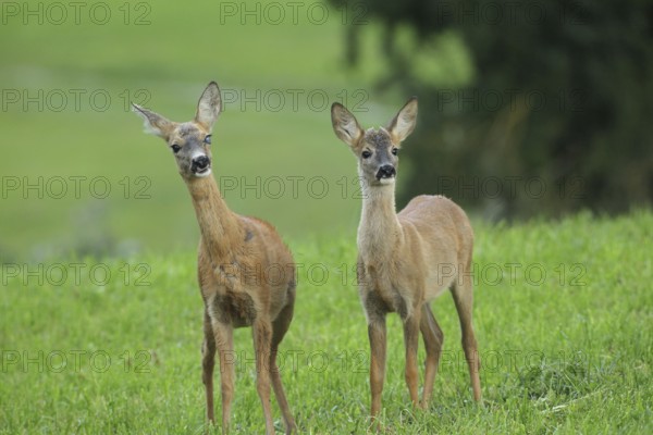 Roe deer (Capreolus capreolus) doe and fawn secure in the meadow, doe with eye injury, Allgäu,