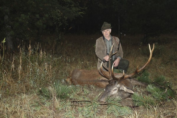 Red deer (Cervus elaphus) shot in the rain during the rut, western Hungary, Hungary, Allgäu,