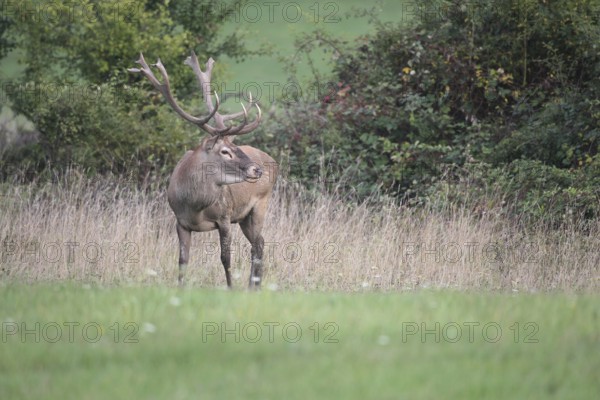 Red deer (Cervus elaphus) during the rut, Western Hungary, Hungary, Allgäu, Bavaria, Germany