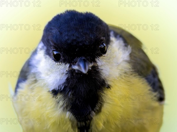 Great tit (Parus major) portrait of the head shown in frontal view, orchard, Baden-Württemberg,