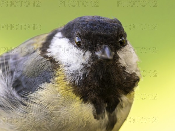 Great tit (Parus major) portrait of the head shown in frontal view, orchard, Baden-Württemberg,
