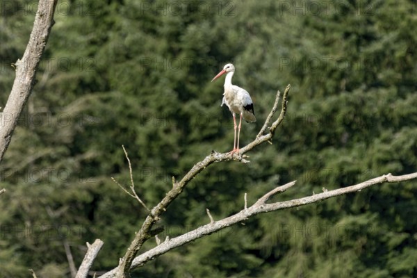 White stork (Ciconia ciconia), white stork, clapper stork standing on a dead tree at the edge of