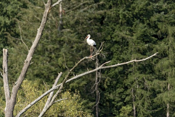 White stork (Ciconia ciconia), white stork, clapper stork standing on a dead tree at the edge of