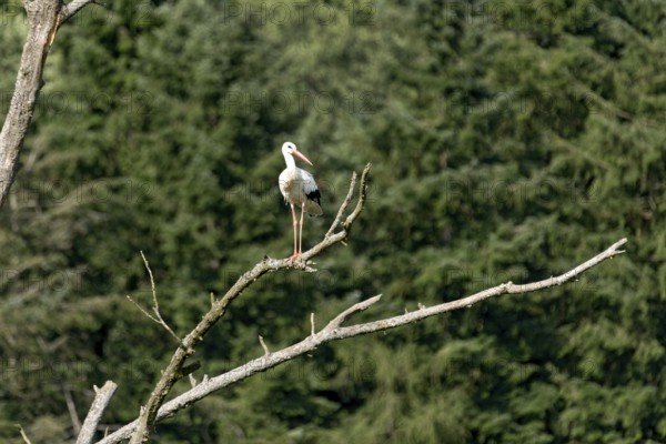 White stork (Ciconia ciconia), white stork, clapper stork standing on a dead tree at the edge of