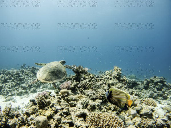 Red Sea, Underwater, Scuba, Coral Reef, Egypt, Hurghada, Clear Water, Habitat, Ecosystem, Hawksbill