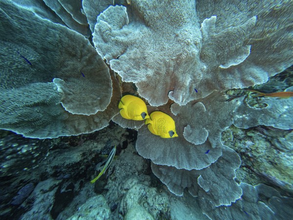 Red Sea, underwater, scuba, coral reef, Egypt, Hurghada, clear water, habitat, ecosystem, yellow