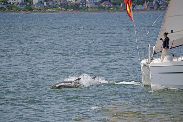 Two dolphins swimming next to a sailing boat in the blue sea, Moray Firth, Inverness, Scotland,
