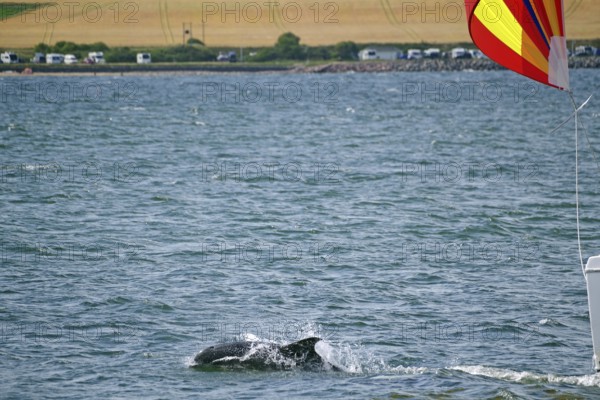 A dolphin swims in the sea while a sailing boat with a colourful flag sails nearby, Moray Firth,