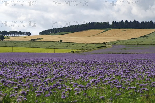 Wide landscape with blooming lavender field and farmland under cloudy sky, Aberdeenshire, Scotland,