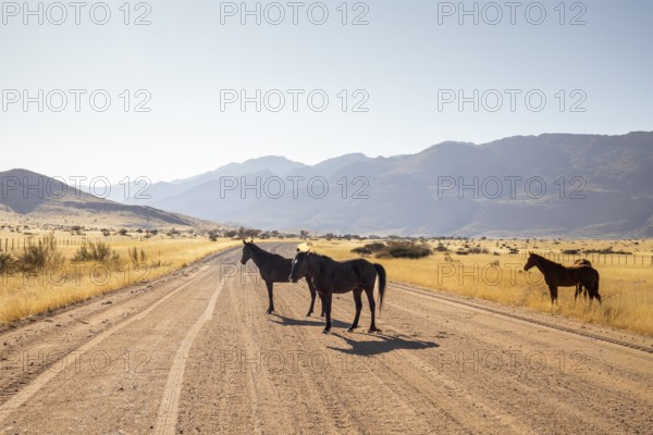The remote desert around Solitaire, Namibia, is home to resilient wildlife, including wild horses