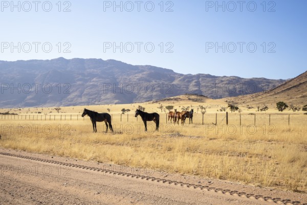 The remote desert around Solitaire, Namibia, is home to resilient wildlife, including wild horses