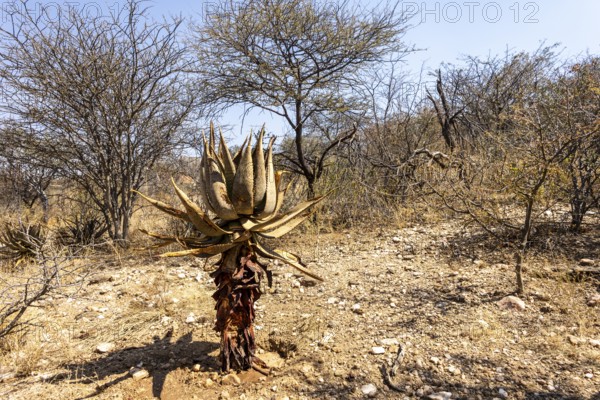 A stone pathway winds through dry woodland and bush at the National Botanic Garden, Windhoek,