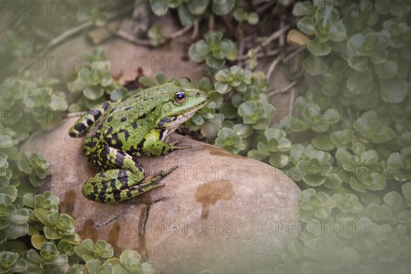 Edible Frog (Pelophylax cl. esculentus) on a stone in the countryside, Rhineland-Palatinate,
