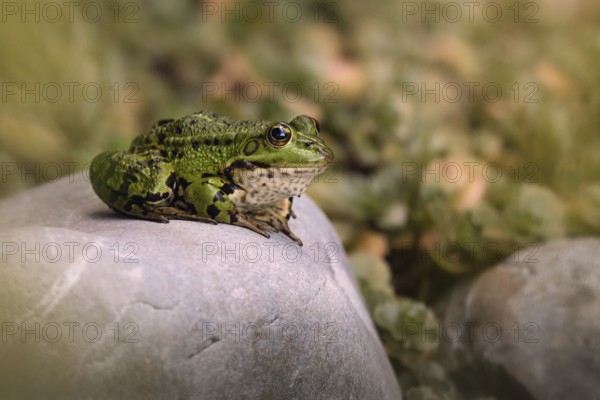 Edible Frog (Pelophylax cl. esculentus) on a stone in the countryside, Rhineland-Palatinate,