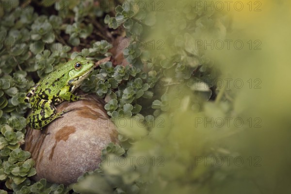 Edible Frog (Pelophylax cl. esculentus) on a stone in the countryside, Rhineland-Palatinate,