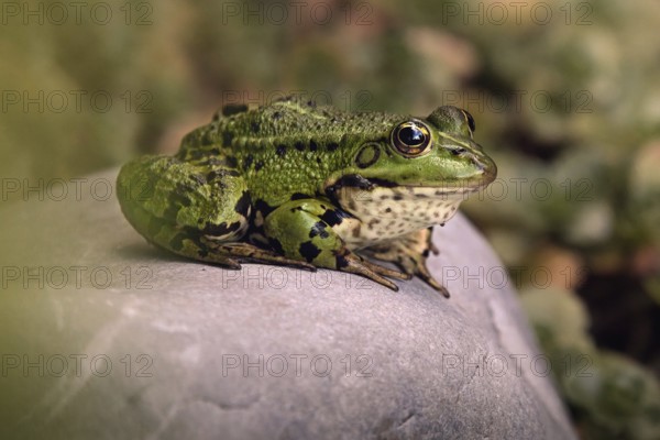 Edible Frog (Pelophylax cl. esculentus) on a stone in the countryside, Rhineland-Palatinate,