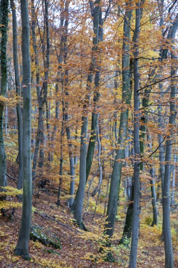 Autumn forest with tall trees and colourful foliage covering the forest floor, Ybbstal Mostviertel