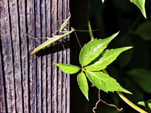 A praying mantis climbs a wooden post next to bright green leaves, Weinviertel Lower Austria
