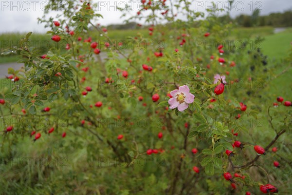 So-called second bloom on the rose hip as a natural phenomenon, dog rose (Rosa canina), weather